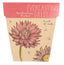Sow 'n Sow Gift of Seeds Everlasting Daisy
