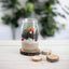 Poppy and daisy mini fairy garden kit completed with sprouts