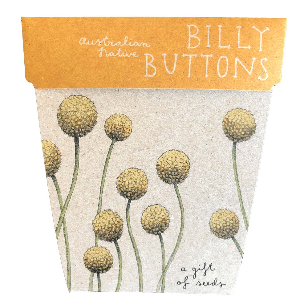 sow n sow gift of seeds australian native billy buttons front of card showing illustration of billy buttons