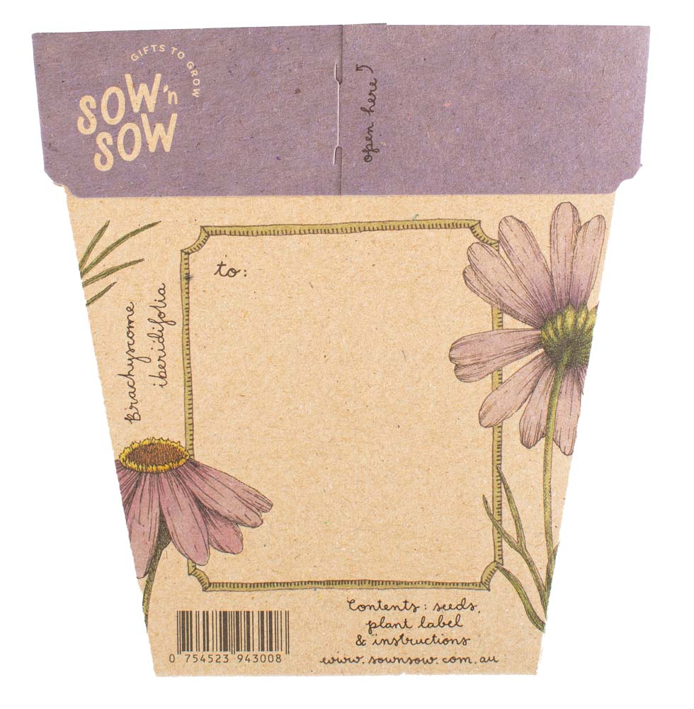 sow n sow gift of seeds australian native swan river daisy back of card showing illustrations of swan river daisy and where to write a message to the recipient
