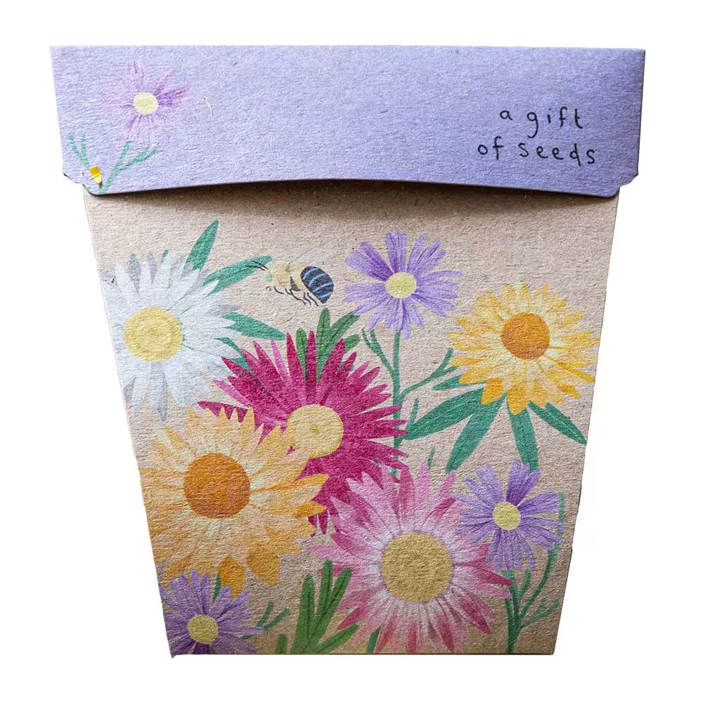 sow n sow gift of seeds australian native daisies front of card showing illustration of native daisies and bee