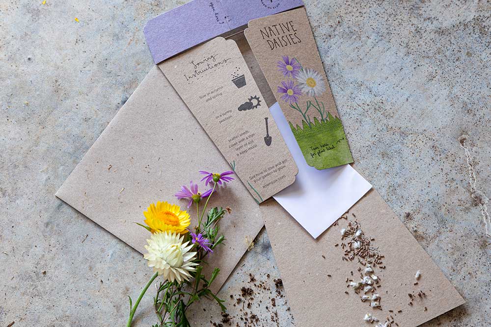 sow n sow gift of seeds australian native daisies with envelope  opened showing contents of seeds with real flowers