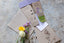 sow n sow gift of seeds australian native daisies with envelope  opened showing contents of seeds with real flowers