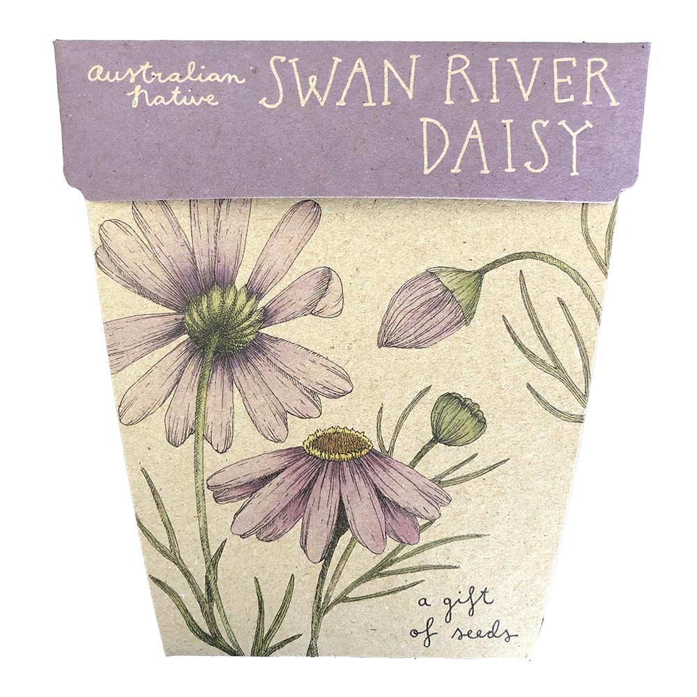 sow n sow gift of seeds australian native swan river daisy front of card showing illustration of swan river daisy